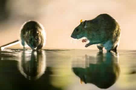 Faire la différence entre un rat et une souris